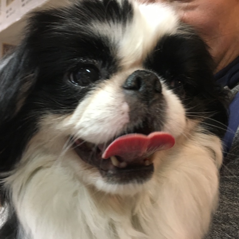 【今日の里帰りワンコ🐶Mダックスのダグ💕、ポメラニアンのモナカ💕、狆のメイちゃん💕】
